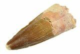 Fossil Spinosaurus Tooth - Real Dinosaur Tooth #354739-1